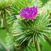 ingredient icon