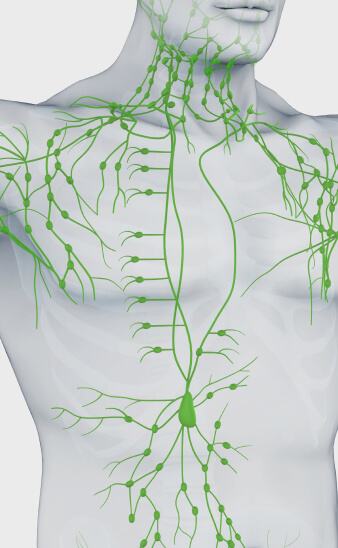 Lymphatic system